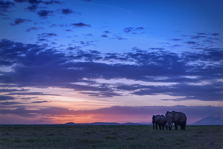 two elephant on field during sunset, amboseli national park, kenya, amboseli national park, kenya, HD wallpaper