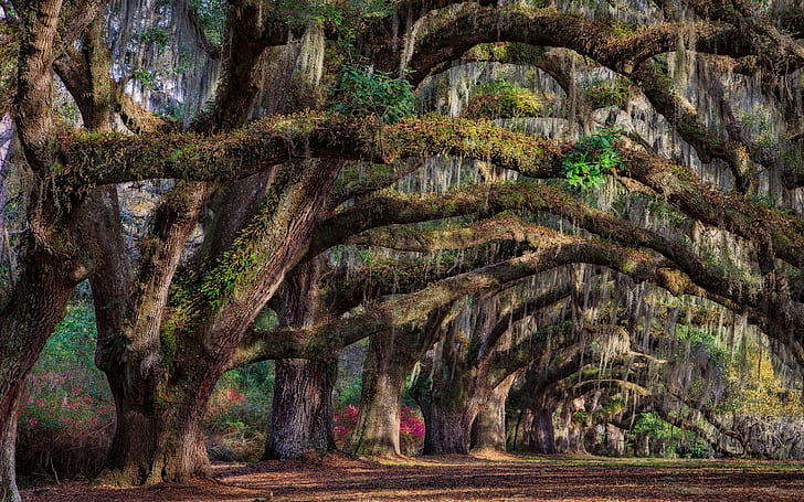 South Carolina, Charleston, USA, trees, spring, HD wallpaper