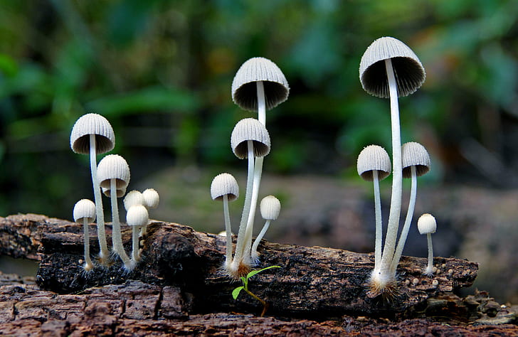 white mushrooms, mycena, mycena, sp, fungi, lumix FZ1000, Mother nature, HD wallpaper