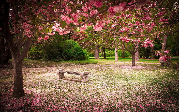 gray wooden bench, park, trees, plant, flower, flowering plant, HD wallpaper