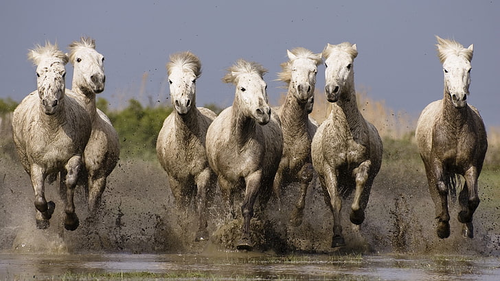 seven white horses, herd, water, sea, shore, splash, animal, nature, HD wallpaper