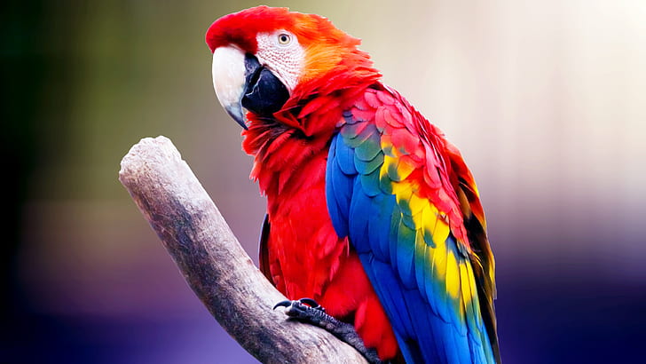 Macaw Parrot 4K, HD wallpaper