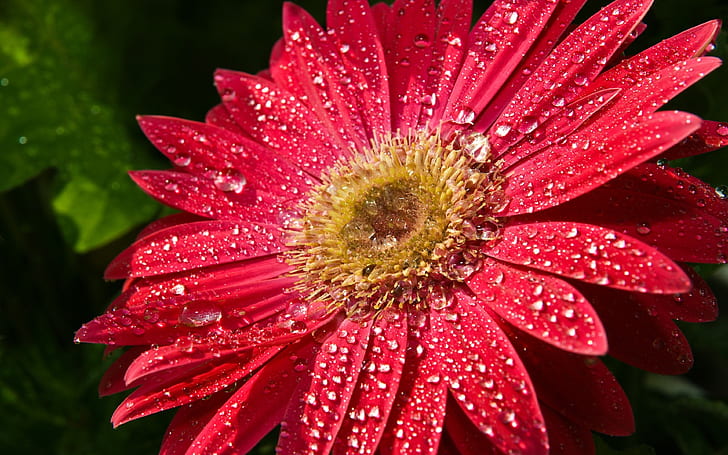 Red Gerber Flower Leaves With Drops Of Water Hd Wallpaper Download For Mobile 3840×2400, HD wallpaper