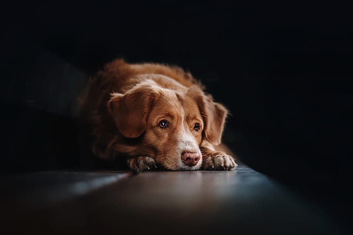 dog, animals, dark, simple background, HD wallpaper