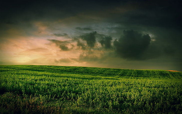 green field and gray clouds, grass, rain, wind, weather, nature, HD wallpaper