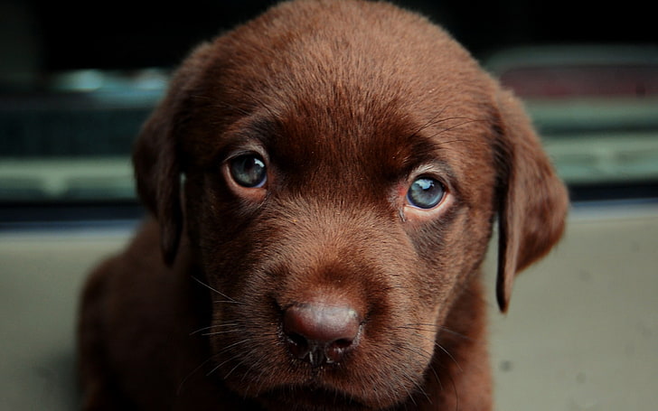 short-coated brown puppy, dog, animals, puppies, Labrador Retriever, HD wallpaper