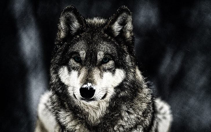black and gray wolf, animals, wildlife, one animal, animal themes