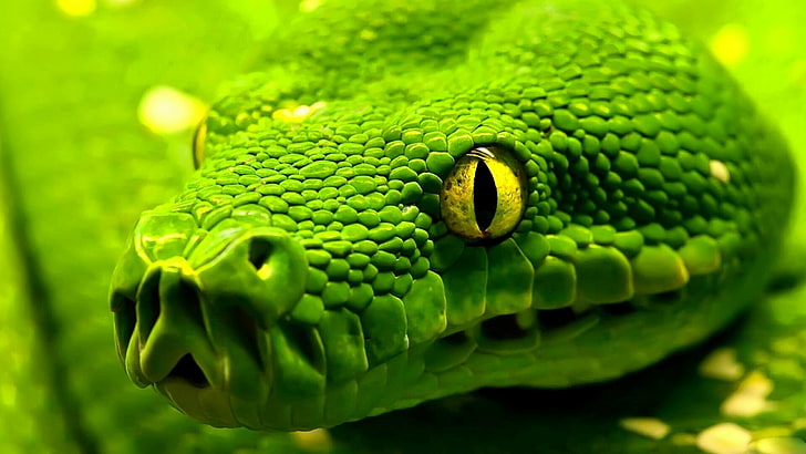snake, reptile, green snake, wild animal, western green mamba, HD wallpaper