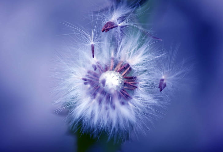 white dandelion in close up photo, Nature, process, Flower, Plant, HD wallpaper