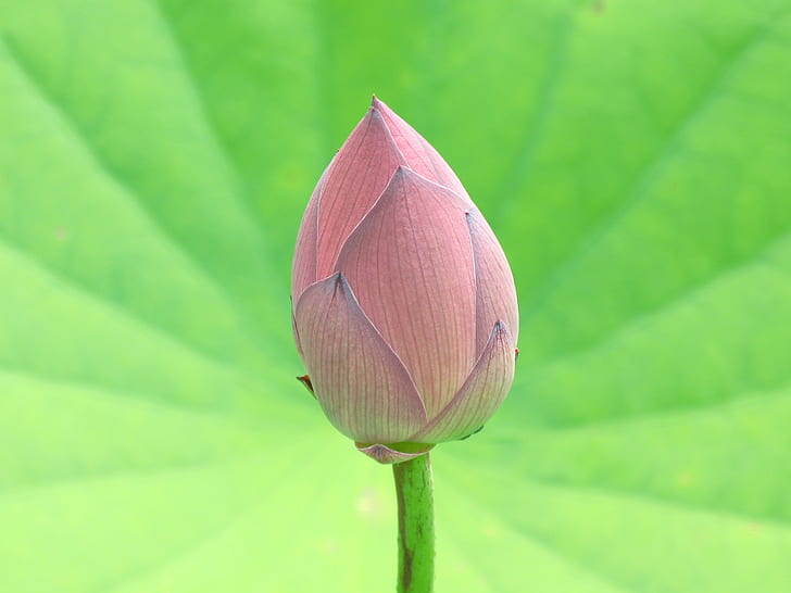 pink Lotus flower bud close-up photo, nelumbo, lotus, nelumbo, HD wallpaper