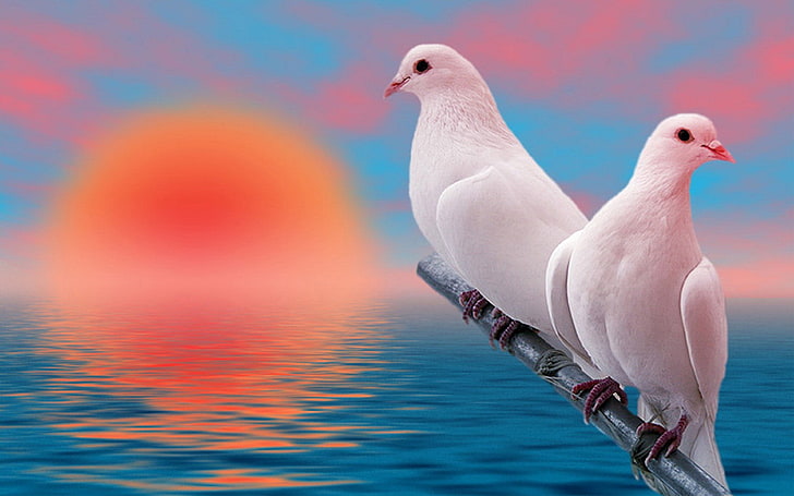 Dove - bird 1080P, 2K, 4K, 5K HD wallpapers free download | Wallpaper Flare