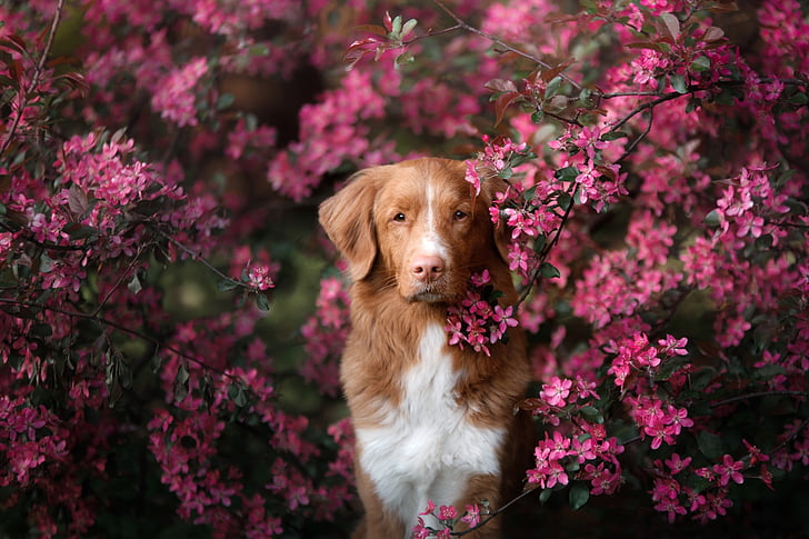 Dogs, Nova Scotia Duck Tolling Retriever, Pet, Pink Flower, HD wallpaper