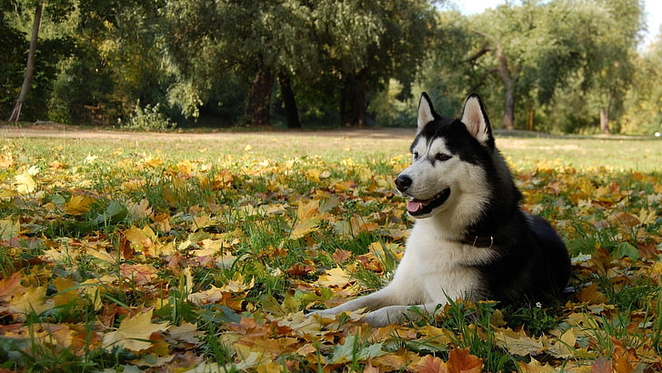 adult white and black Siberian husky lying on the green grass field