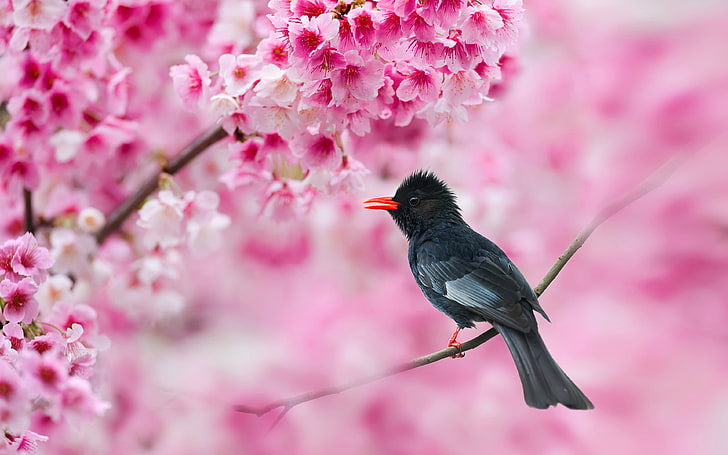 Bird Black Bulbul Hypsipetes Leucocephalus Cherry Blossoms Ultra Hd Wallpapers Images For Desktop And Mobile 3840×2400