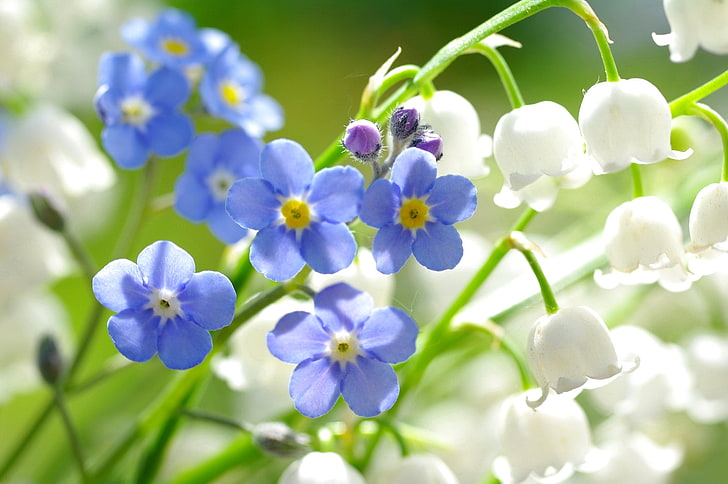 blue forget-me-not flowers and white lily of the valley flowers, HD wallpaper