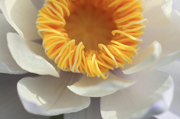 close-up photo of white petaled flower, water lily, nymphaea, water lily, nymphaea