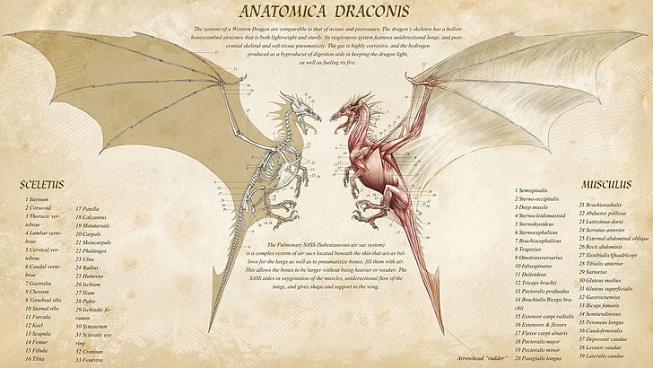 Anatomica Dragons wallpaper, fantasy art, infographics, text, HD wallpaper