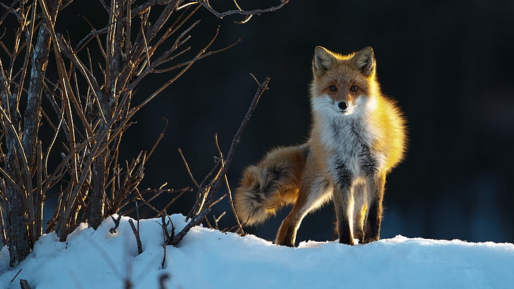 nature, animals, fox, animal themes, winter, animal wildlife, HD wallpaper