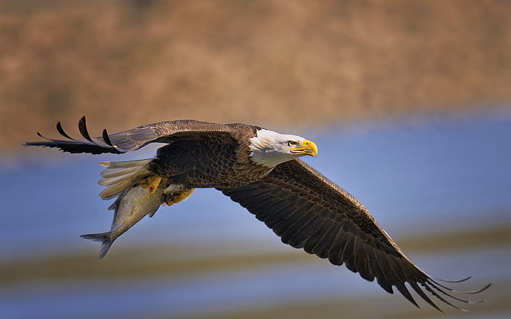 Bald eagle, bird, predator fish, flying, wings, brown eagle, HD wallpaper