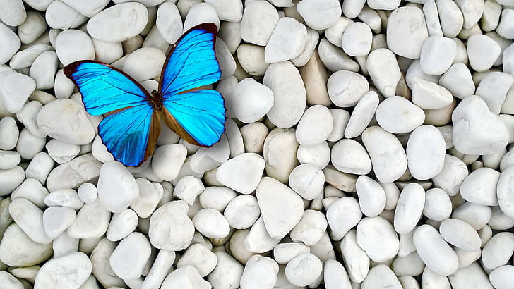 butterfly, stones, blue, gravel