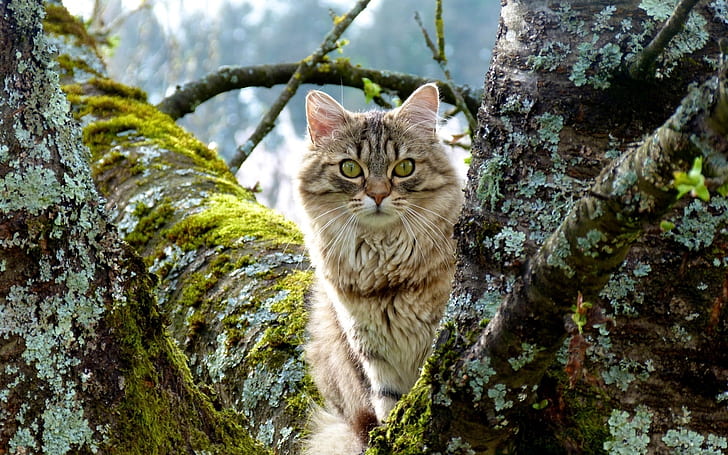 animals, cats, ears, eyes, face, fur, moss, nature, Nose, Photgraphy, HD wallpaper
