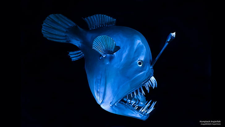 Humpback Anglerfish, Ocean Life, HD wallpaper