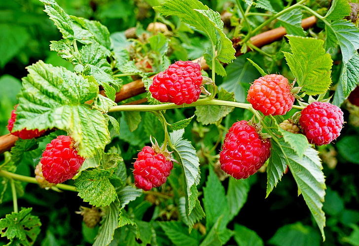 raspberry fruits, leaves, nature, Bush, garden, HD wallpaper