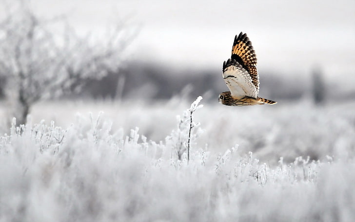 animals, owl, birds, snow, flying, animal themes, animals in the wild, HD wallpaper