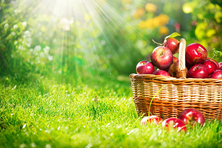 red honey crisp apples, autumn, grass, rays, light, nature, basket, HD wallpaper