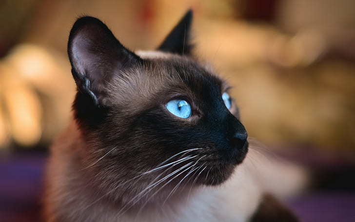 animals, cat, closeup, Siamese cats, blue eyes