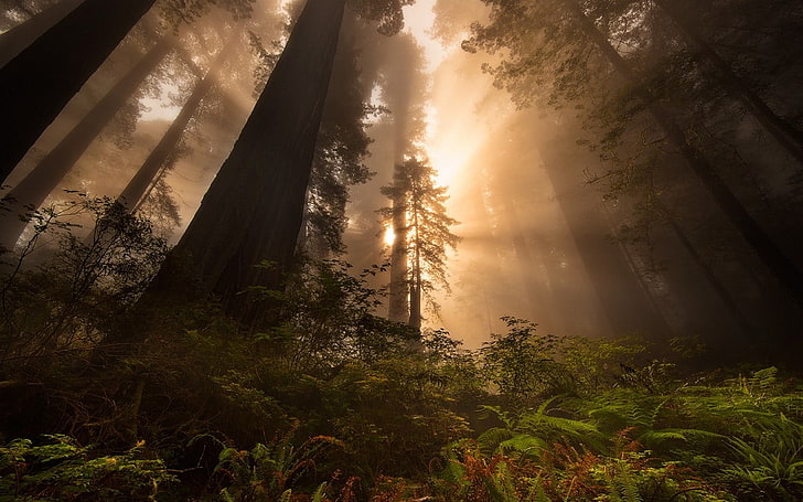 green trees, nature, landscape, redwood, sun rays, forest, mist