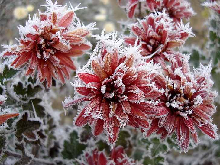 red-and-white flowers, chrysanthemum, nature, frost, snowflakes