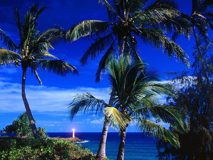 lighthouse, sea, coast, palm tree, tropical climate, water, HD wallpaper