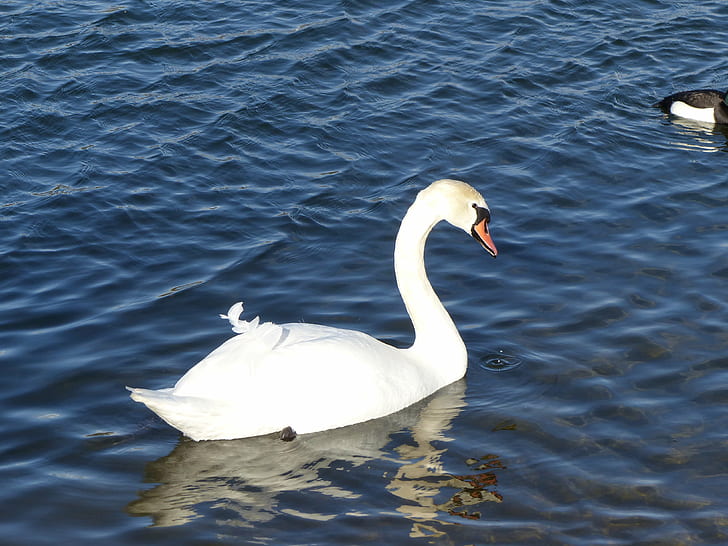 white swan on body of water, swan, TUFTED DUCK, MALLARDS, bird