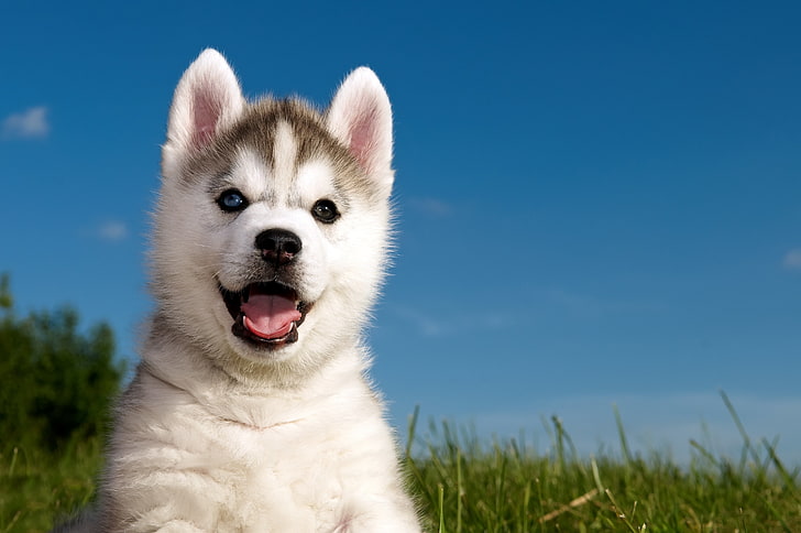 gray and white Siberian husky puppy, grass, dog, sled Dog, pets