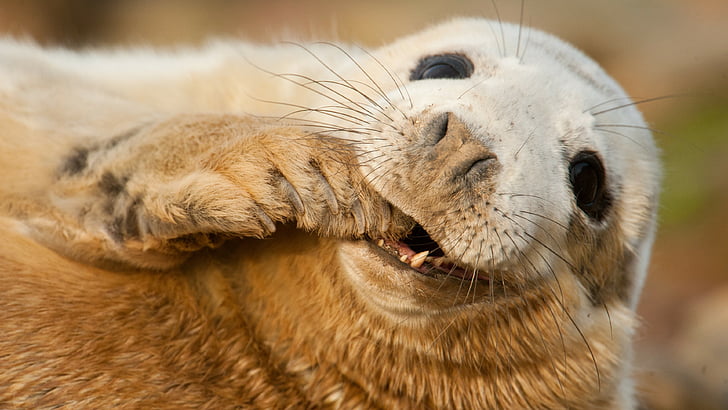 brown fur seal, Grey seal, Scotland, Sable Island, funny, Teeth, HD wallpaper