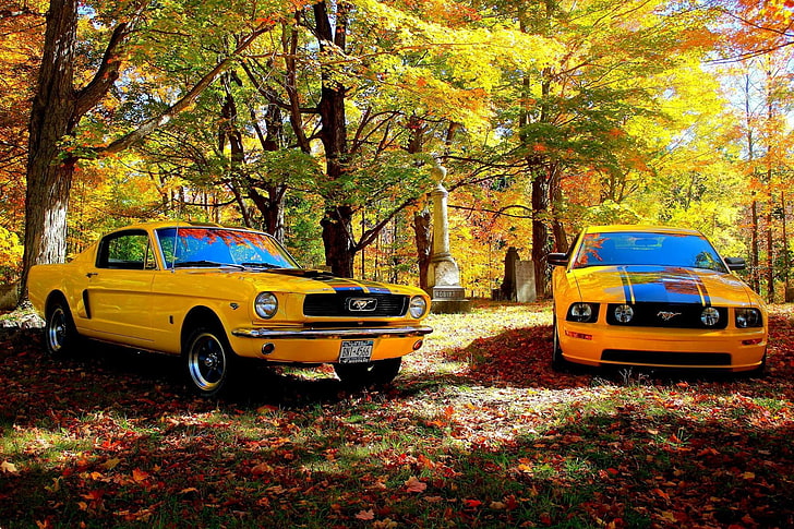 yellow Mustang car, Shelby GT, Ford Mustang, tree, autumn, mode of transportation, HD wallpaper