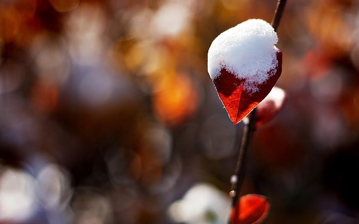 snow-covered leaf, leaves, twigs, bokeh, nature, plants, love