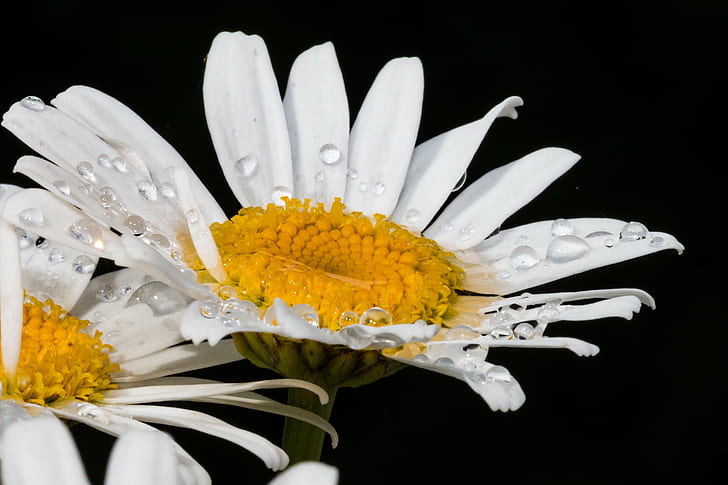 white daisy flowers in closeup photography, mit, Leucanthemum, HD wallpaper