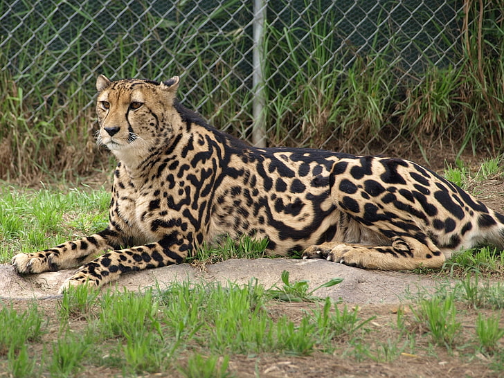 adult cheetah, king cheetah, color, predator, lying, wildlife, HD wallpaper