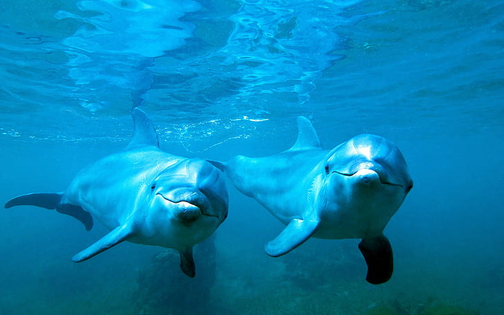 animals, nature, dolphin, underwater, blue, sea, HD wallpaper