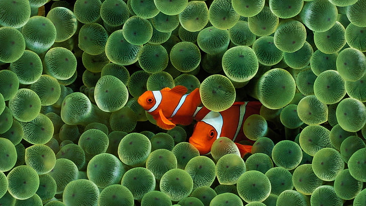 two clown fishes, sea anemones, clownfish, underwater, coral