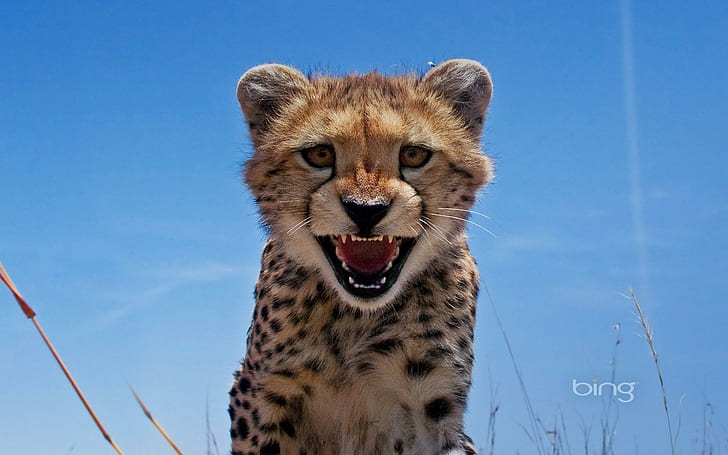 Cheetah Cub, happy, animal, animals, HD wallpaper