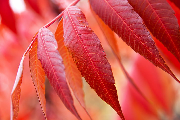 shallow focus photography of red leaves, Autumn, colorful, background, HD wallpaper