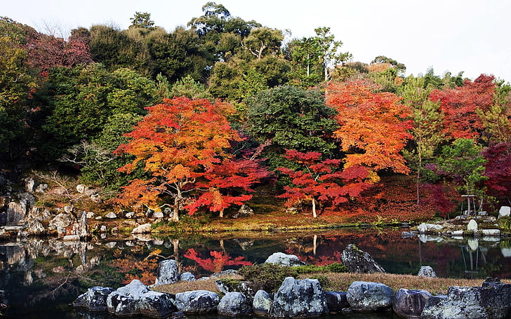 green leafed trees, river, autumn, park, beautifully, japanese Garden, HD wallpaper