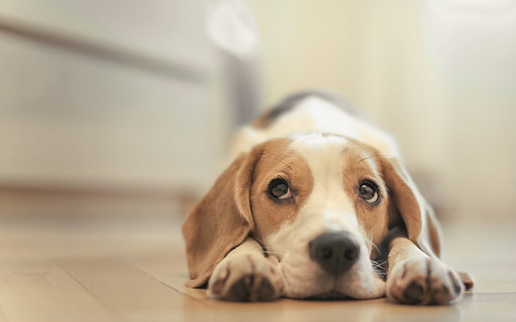 adult tricolor beagle, dog, animals, canine, pets, domestic, domestic animals