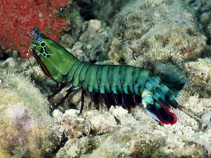 green shrimp, creature, sea, underwater, nature, mantis shrimp, HD wallpaper