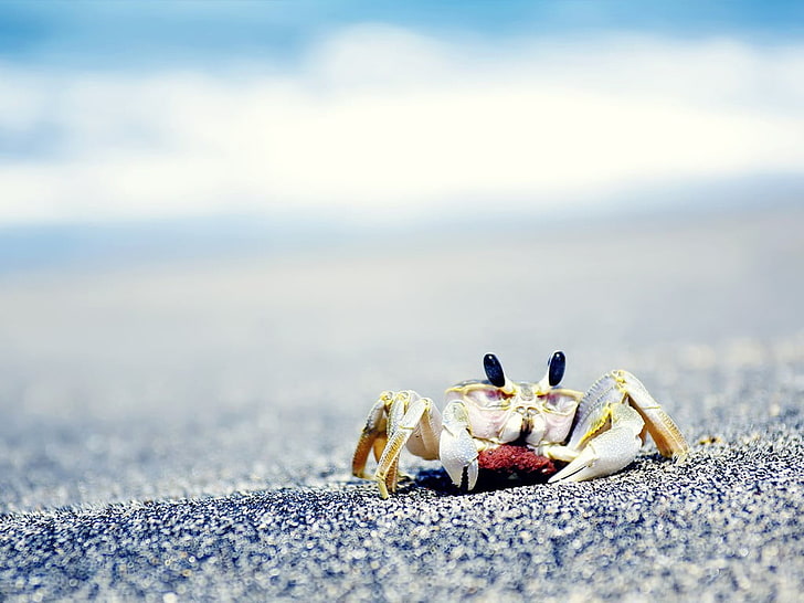 gray crab, crabs, sea, sand, animals, crustaceans, eggs, animal wildlife, HD wallpaper