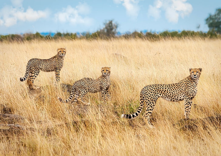 three Cheetahs, Savannah, Africa, trio, Trinity, animal wildlife, HD wallpaper
