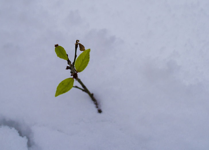 winter, snow, seasons, nature, frost, macro, plant part, leaf, HD wallpaper